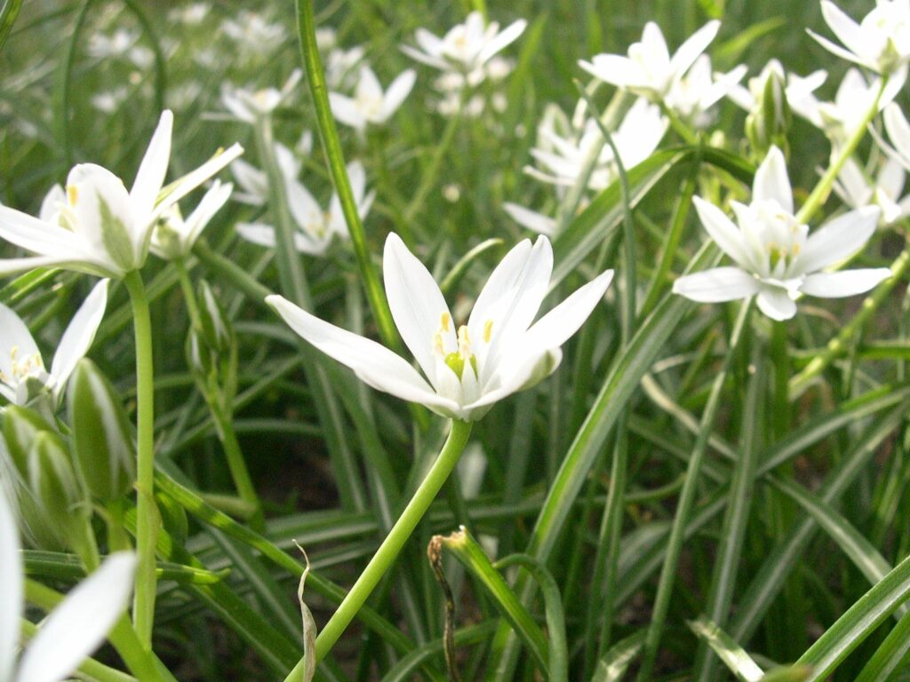 キジカクシ目キジカクシ科（クサスギカズラ科）の植物 北海道 道南の花の写真館