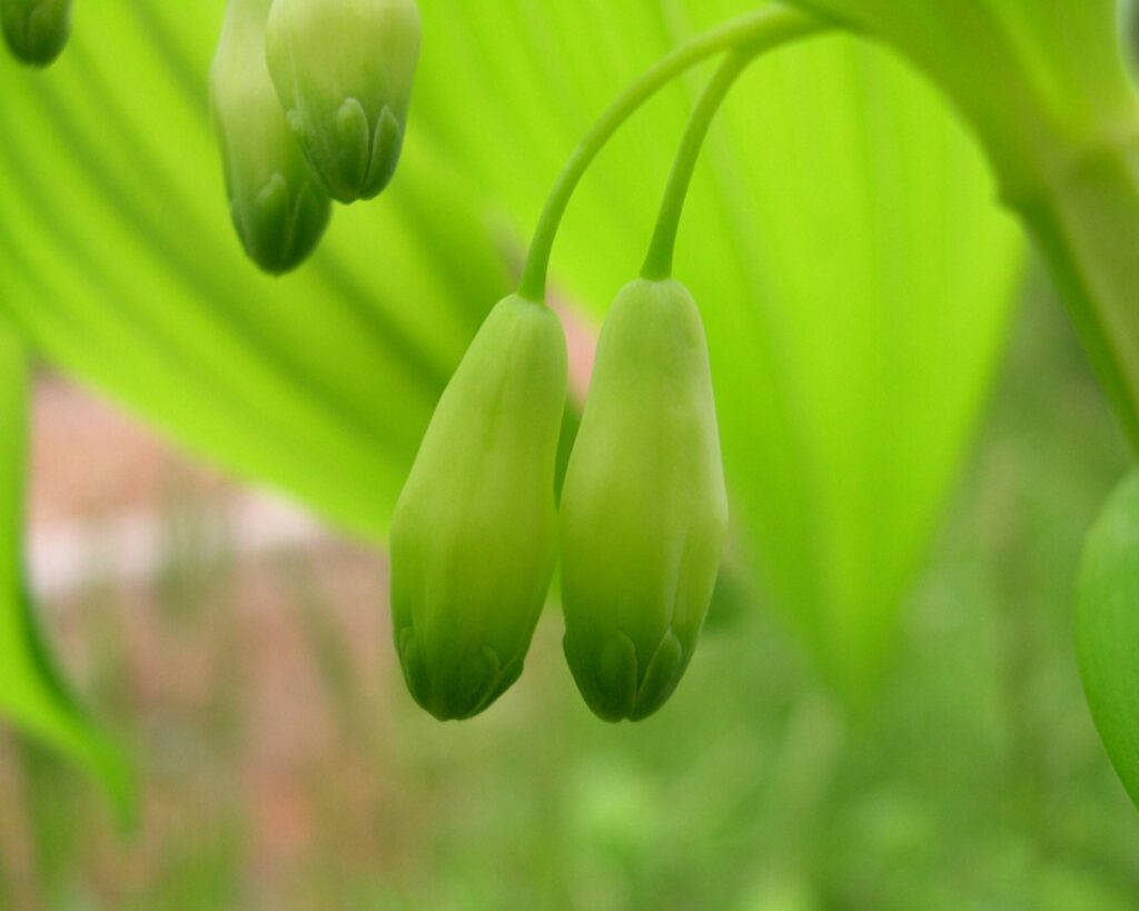 オオアマドコロの花