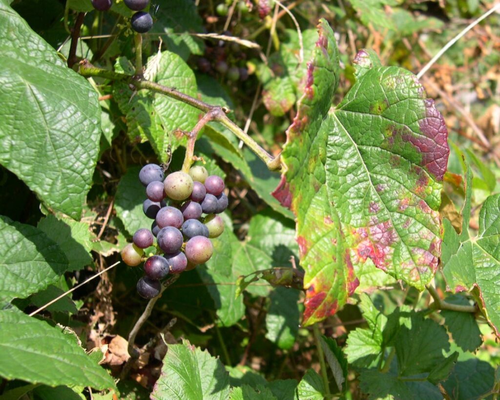 バラ類ブドウ目ブドウ科の植物 北海道 道南の花の写真館