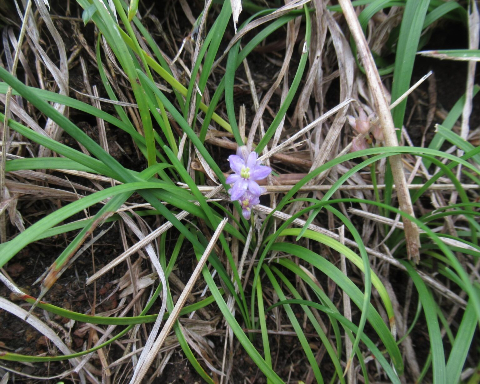 キジカクシ目キジカクシ科（クサスギカズラ科）の植物 道南の花マニア