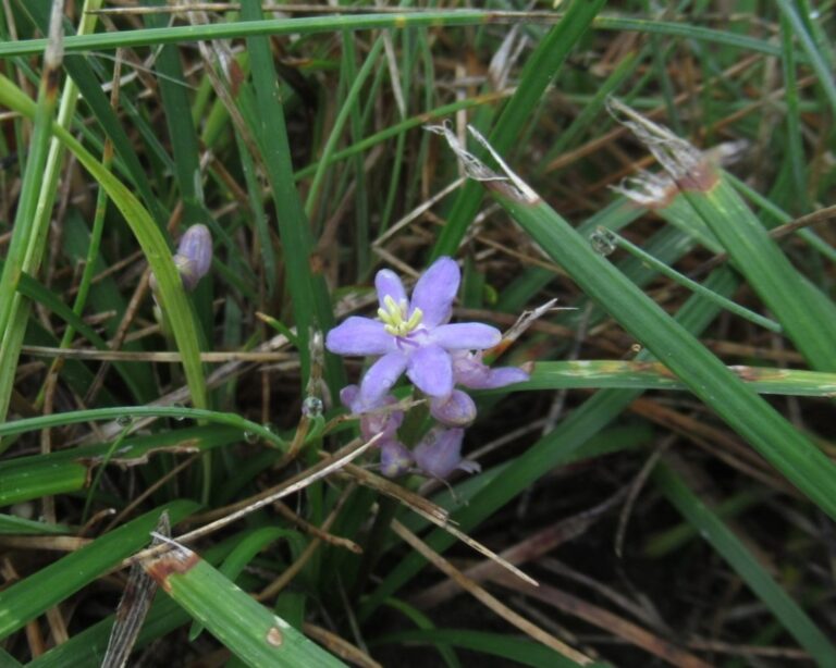 キジカクシ目キジカクシ科（クサスギカズラ科）の植物 北海道 道南の花の写真館