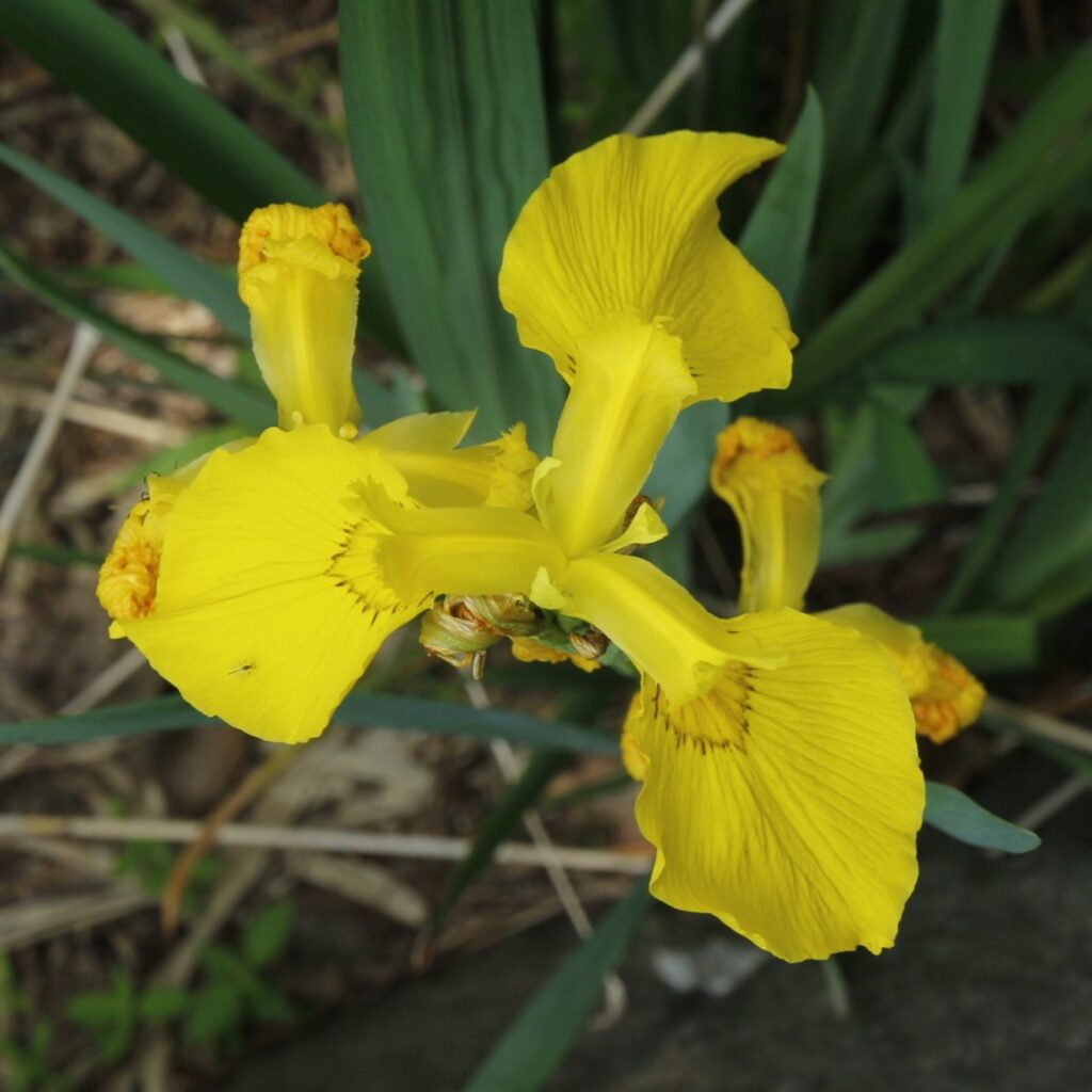 キショウブ