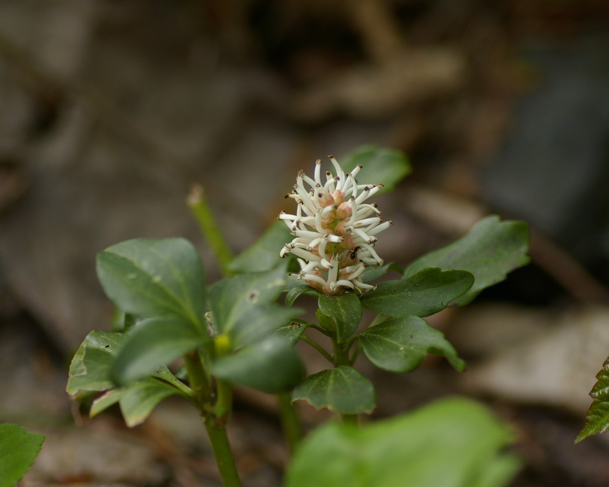 ツゲ目ツゲ科の植物 道南花日記