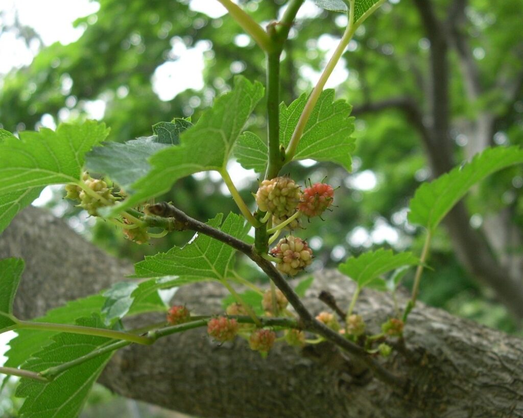 バラ類バラ目クワ科 | 道南花日記