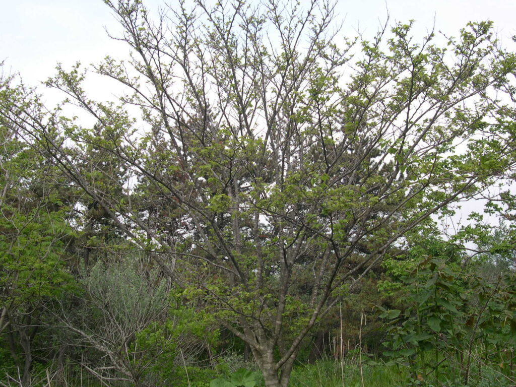 ヤマグワの木