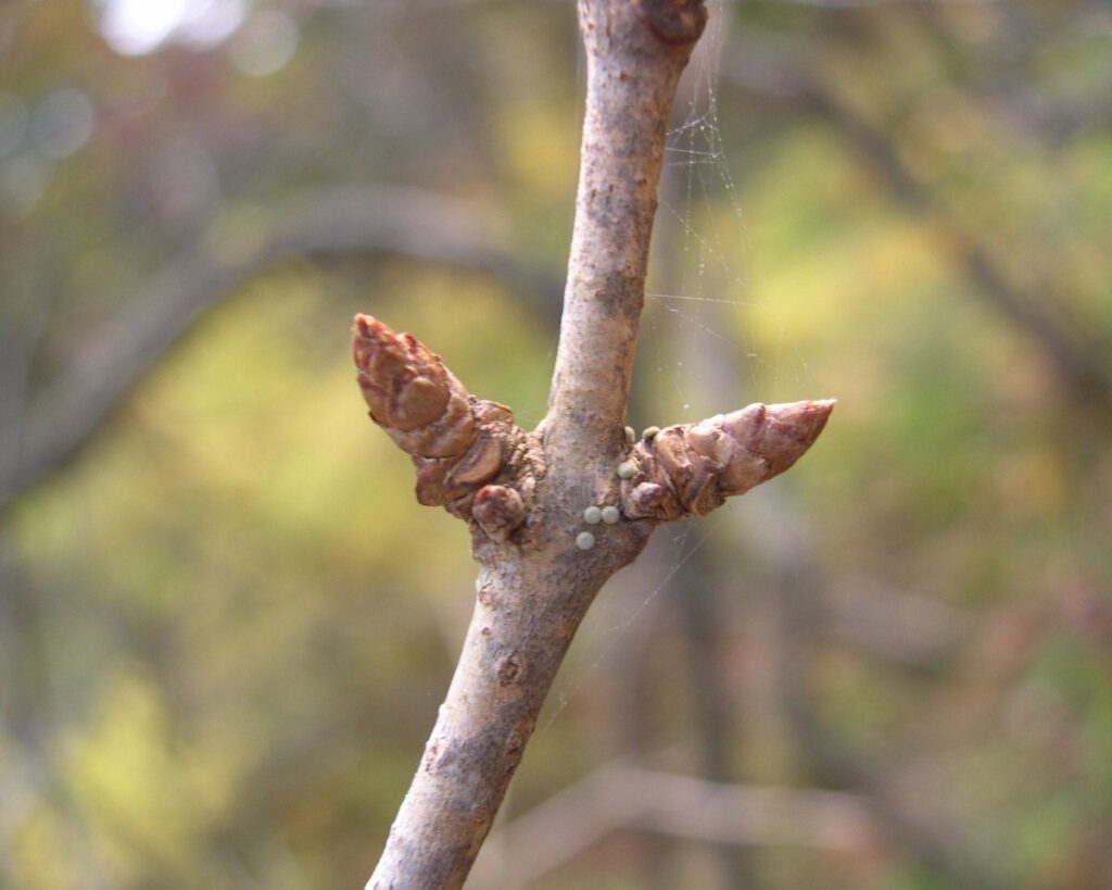 エゾクロウメモドキの冬芽