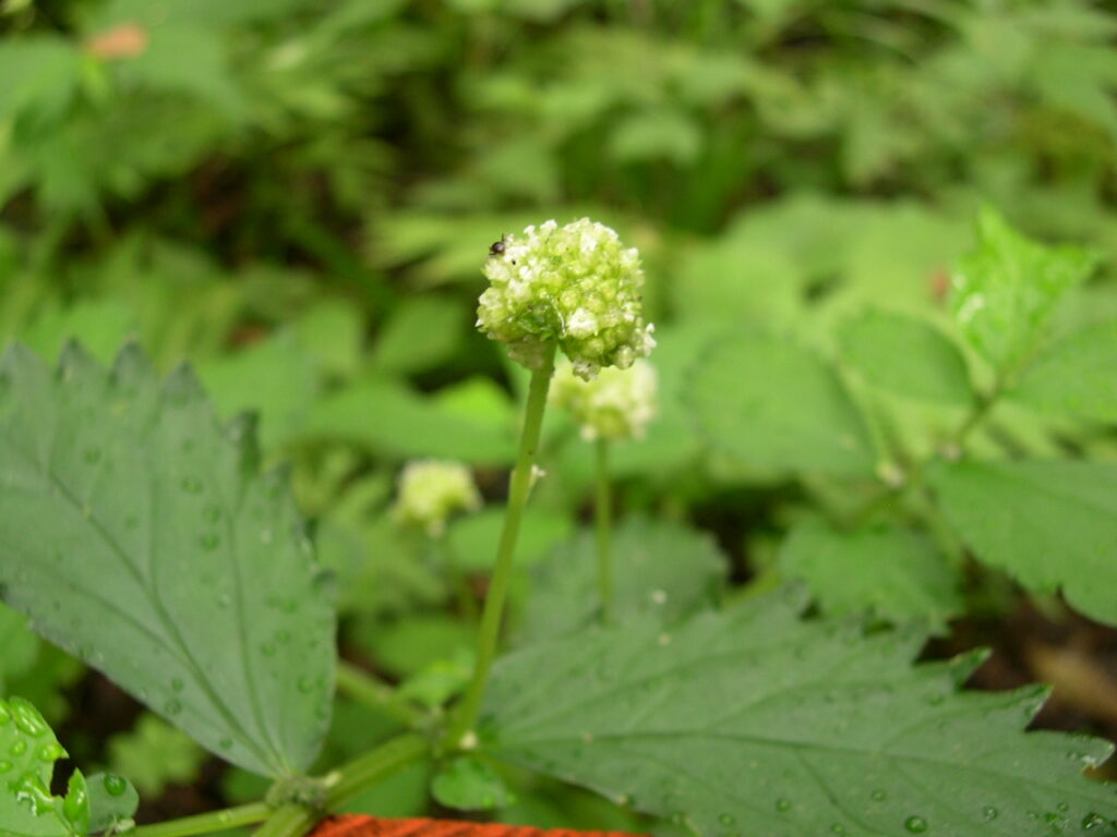 ヤマトキホコリの花