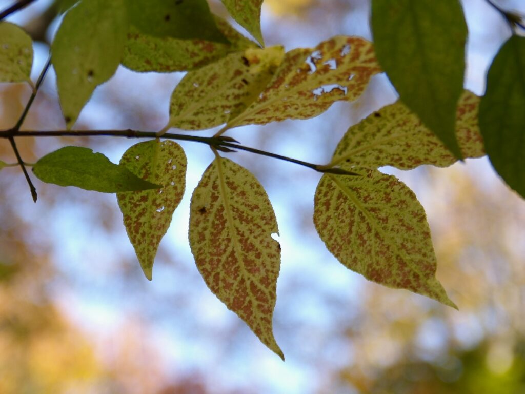 ツリバナの葉