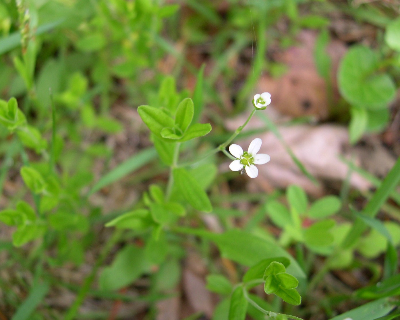 ナデシコ目ナデシコ科の植物 道南の花マニア