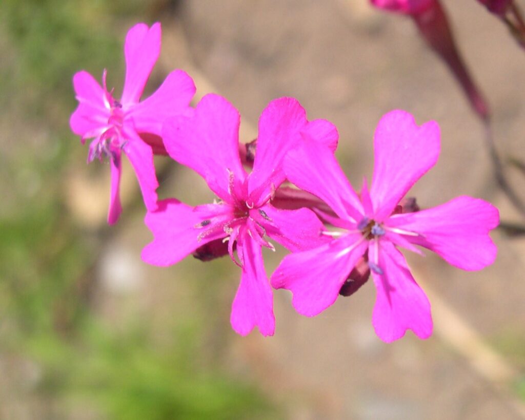 ムシトリナデシコの花