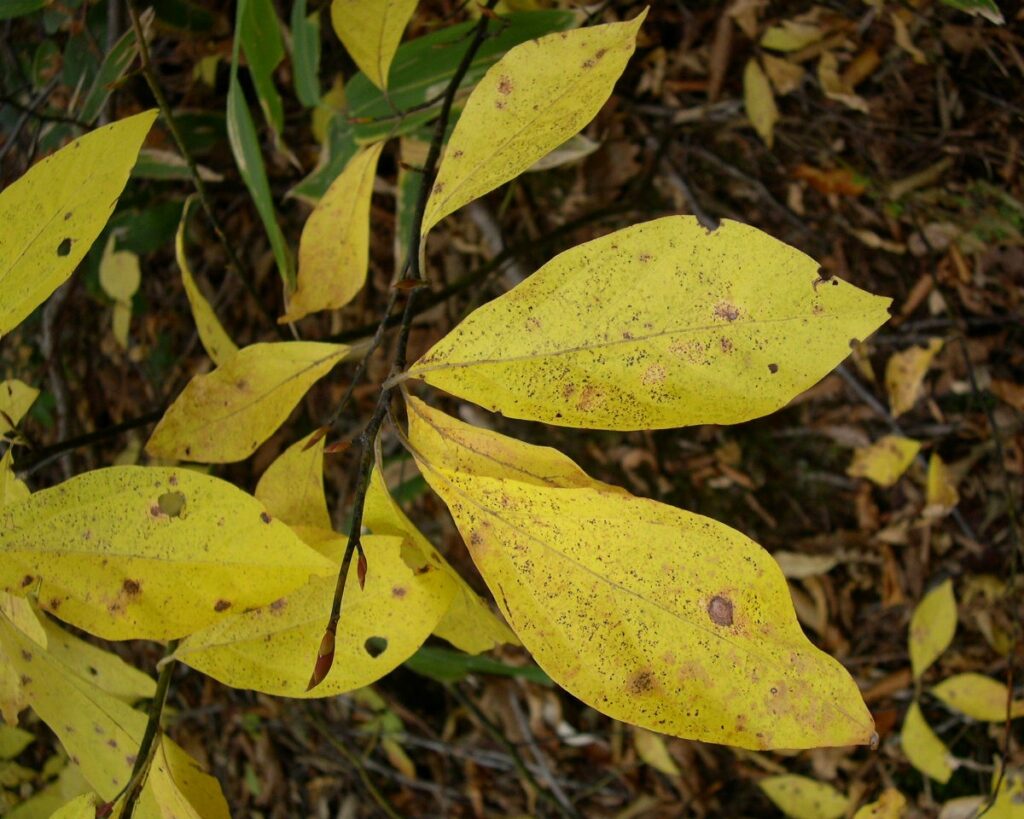 オオバクロモジの葉