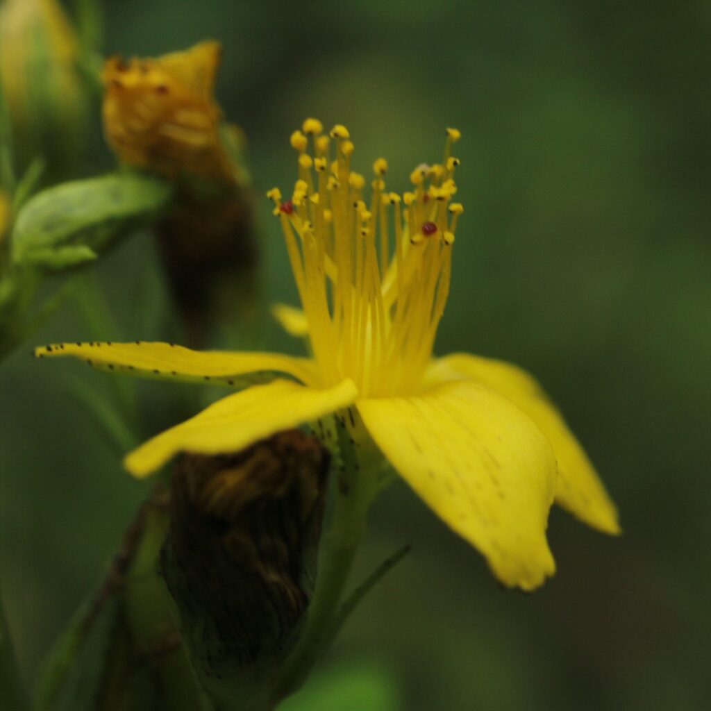 オトギリソウ　花柱