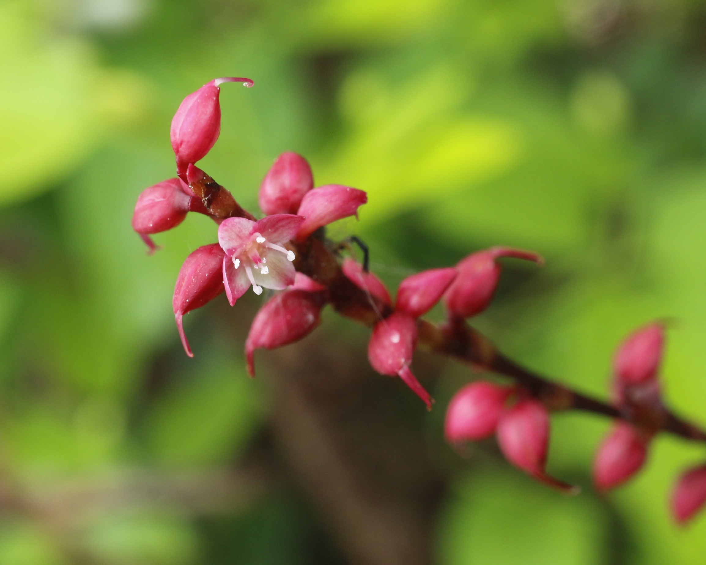 ミズヒキの花