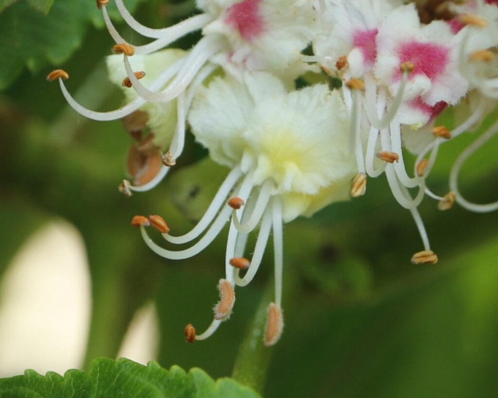 トチノキの花