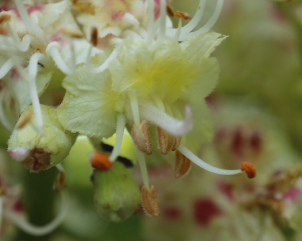 トチノキの花