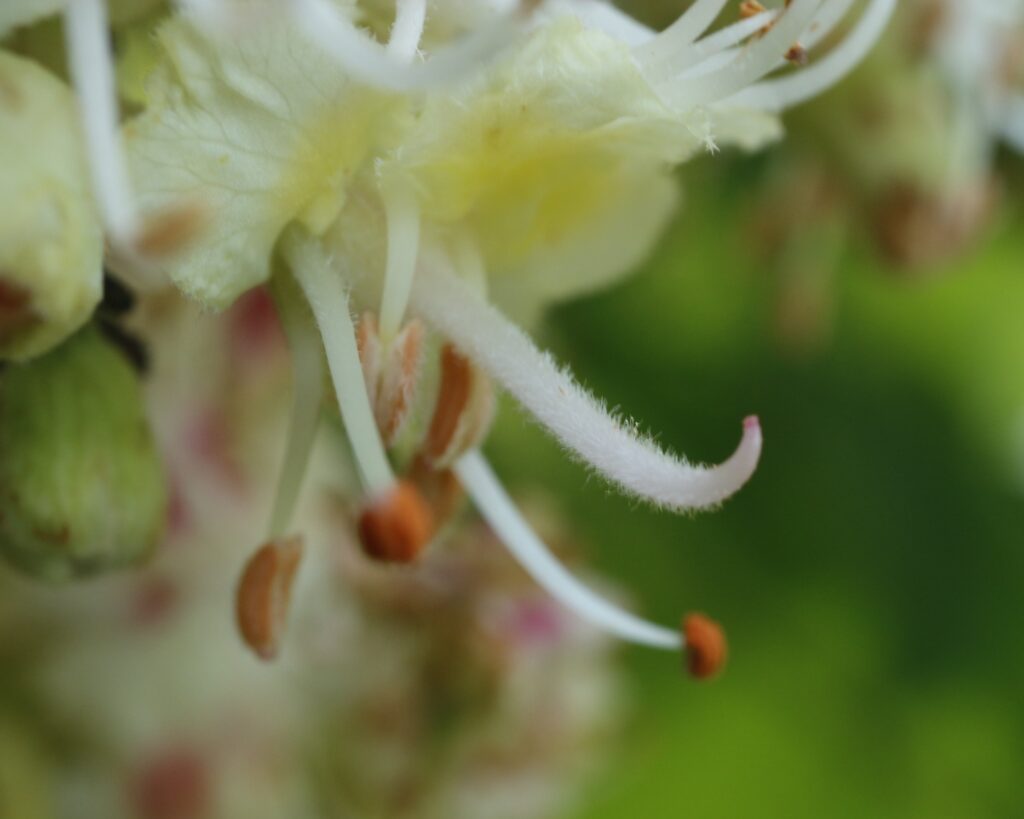 トチノキの花