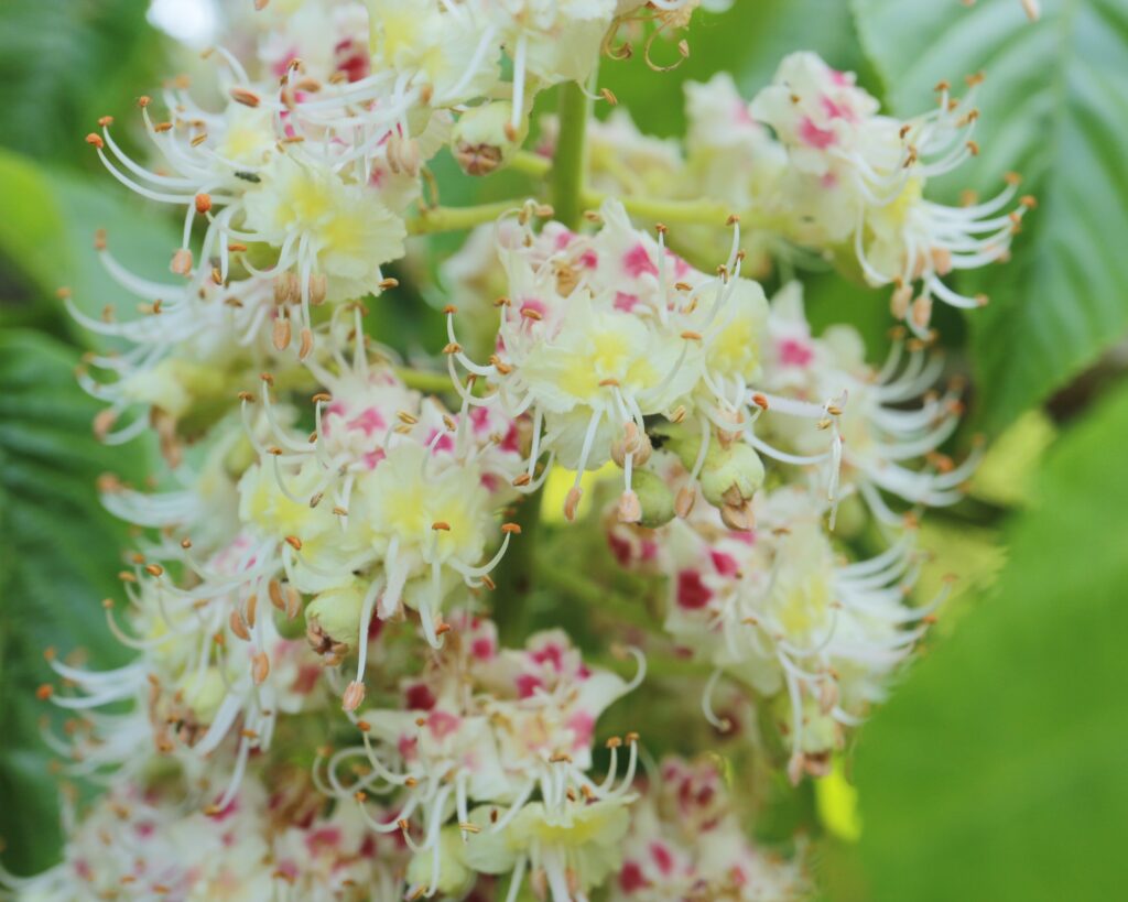 トチノキの花
