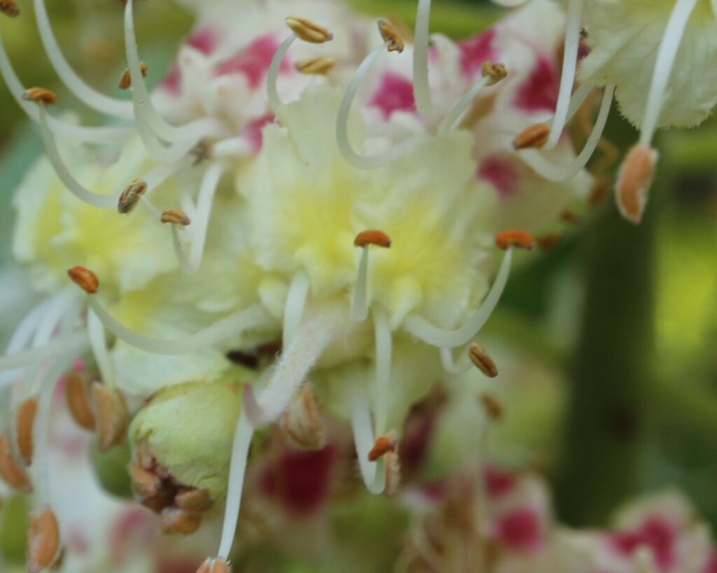 トチノキの花
