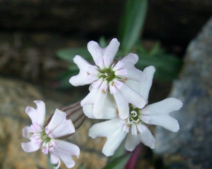 アポイマンテマの花