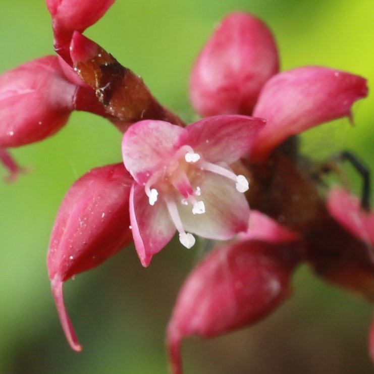 ミズヒキ雄花？