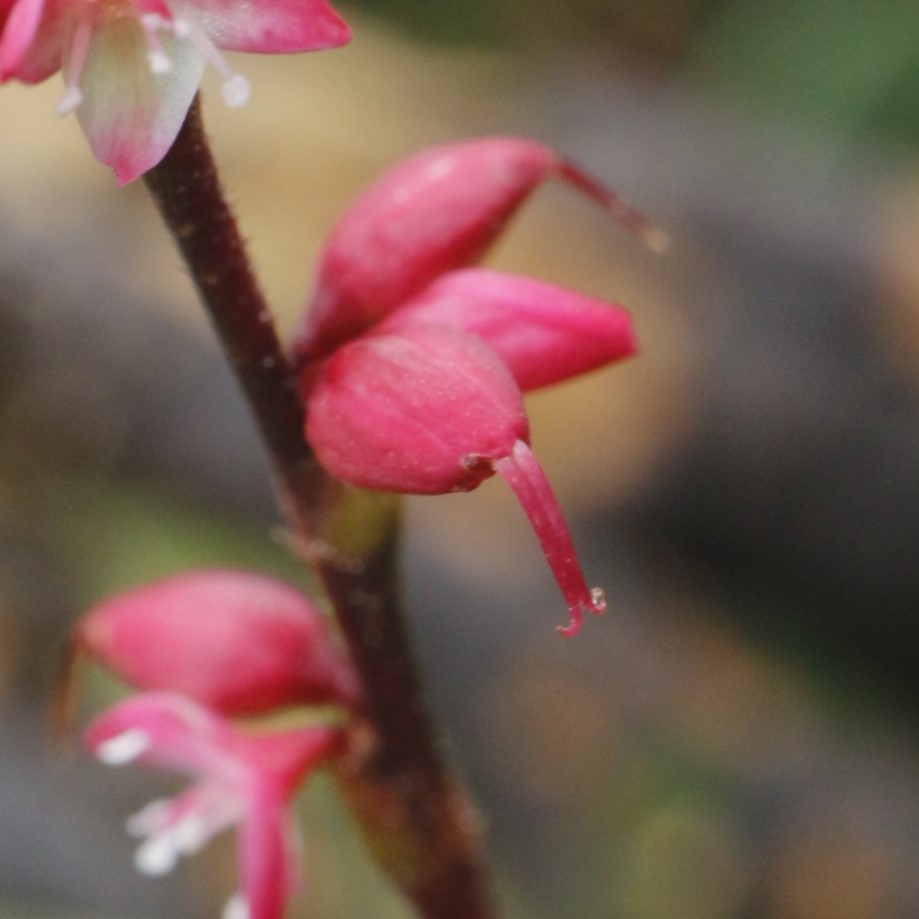 ミズヒキ雌花？