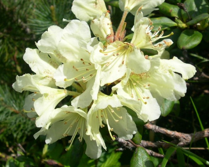 キバナシャクナゲの花