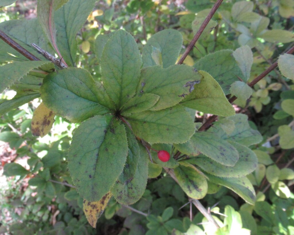 ヒロハノヘビノボラズの葉