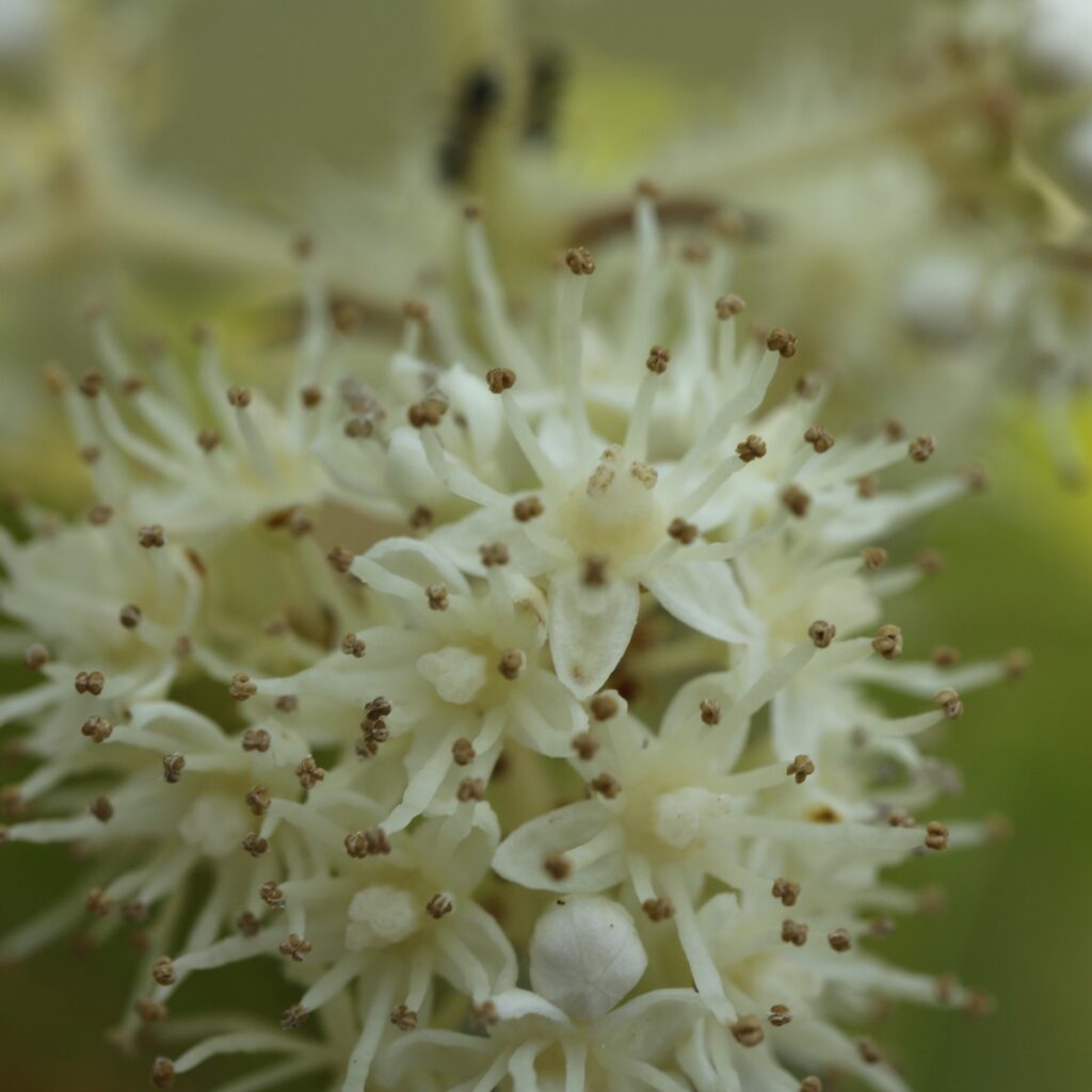 ノリウツギ　両性花