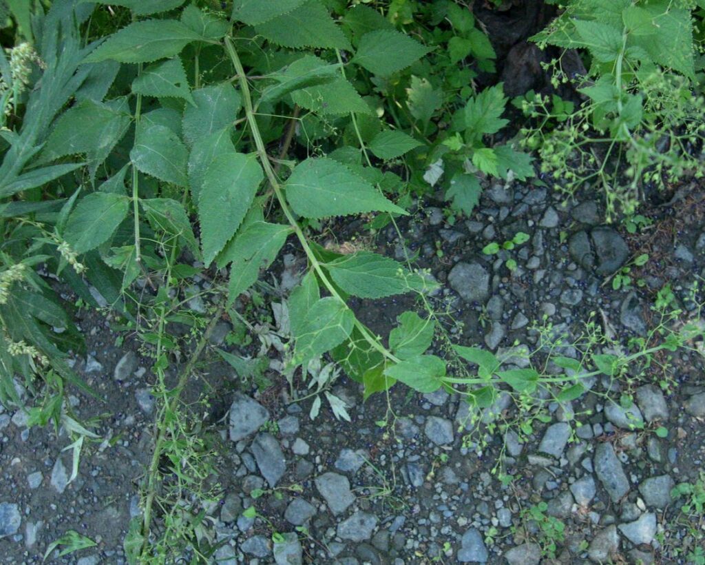 クロバナノヒキオコシの葉