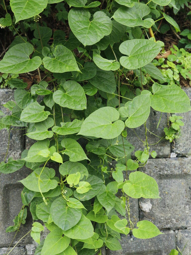 イケマ