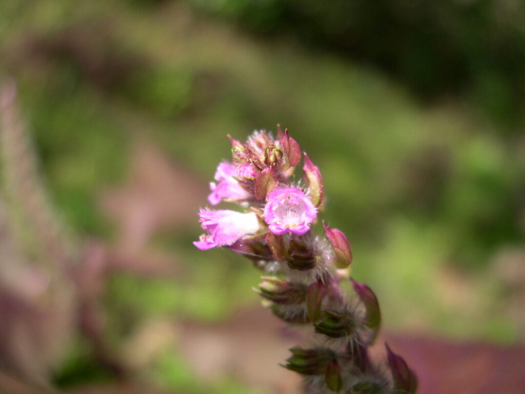 紫蘇の花アップ