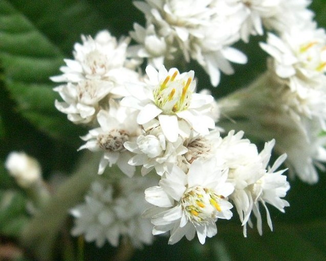 タカネヤハズハハコの花