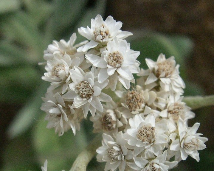 タカネヤハズハハコの花