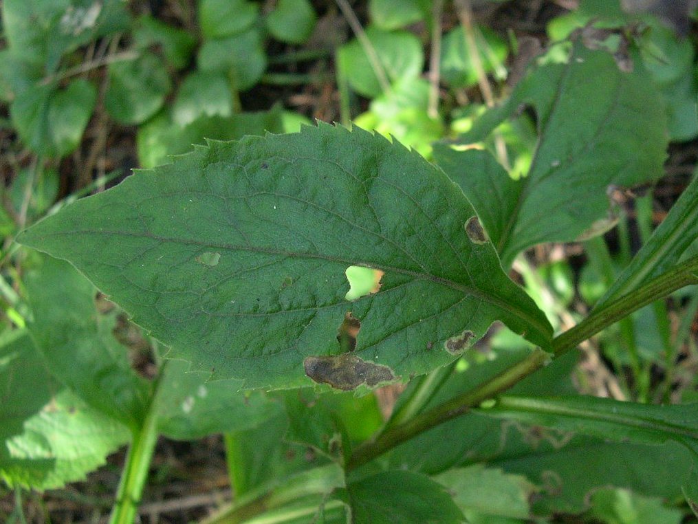 アキノキリンソウの葉