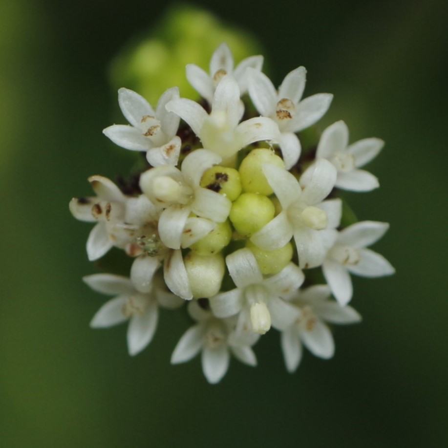 ノブキの雄花