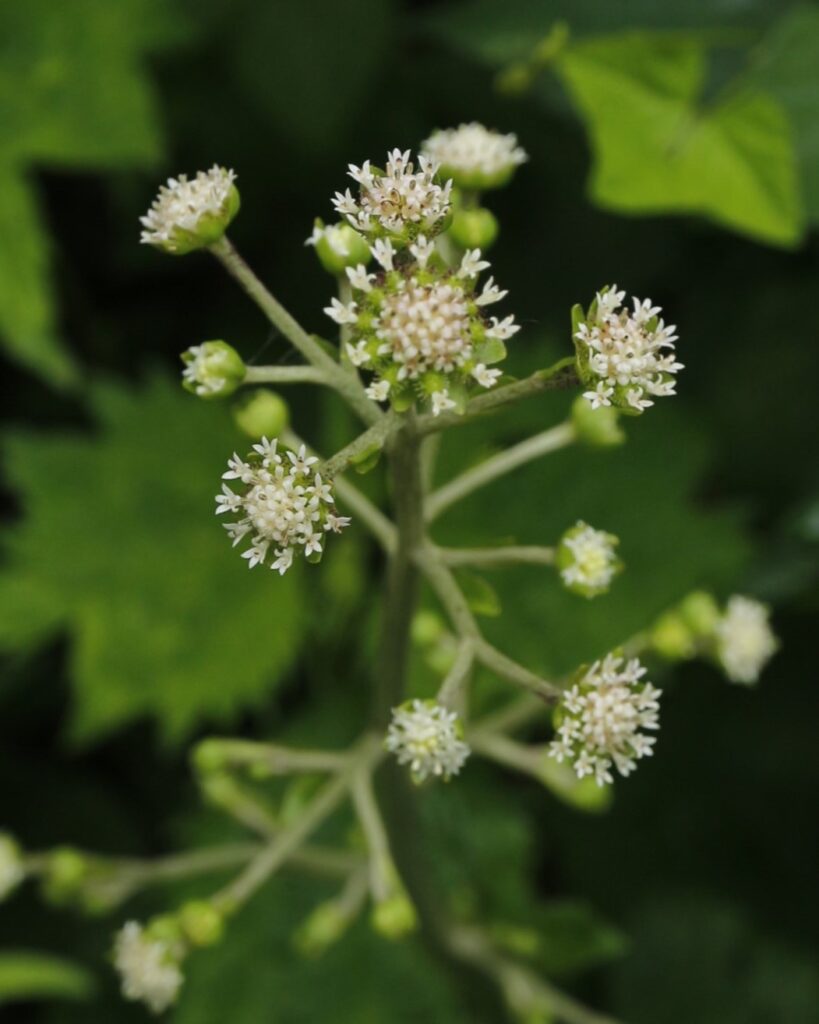 ノブキの花