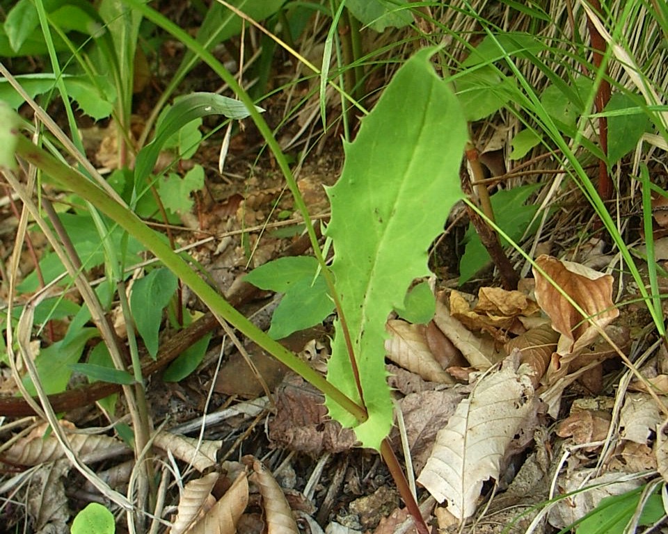 ハナニガナの茎葉
