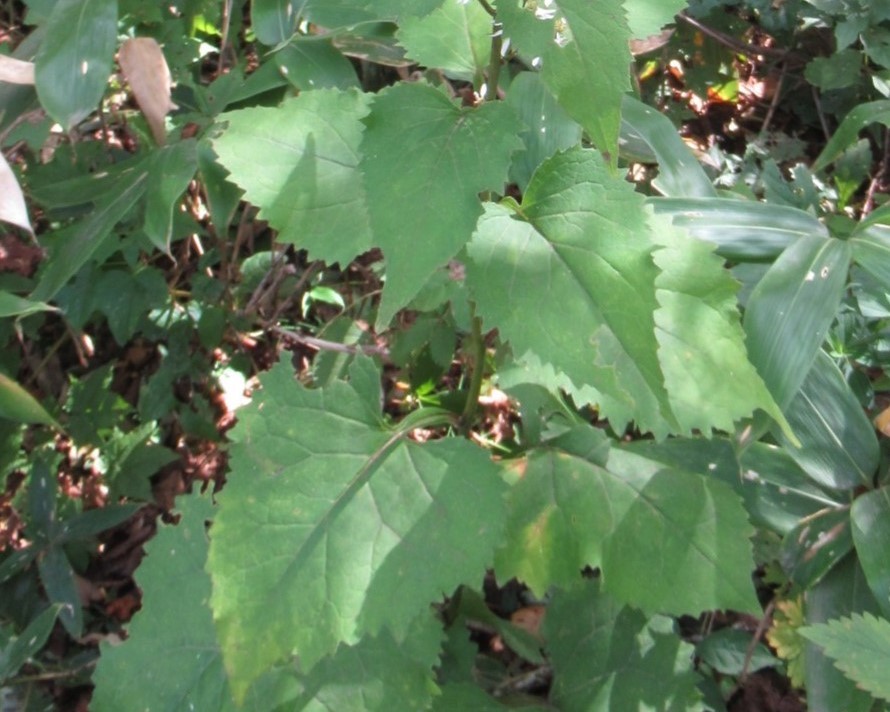 シラヤマギクの葉