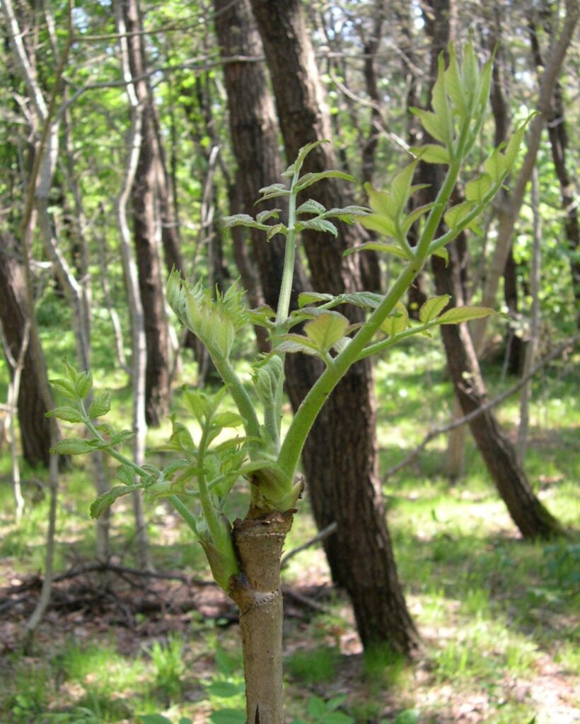 キク類セリ目ウコギ科の植物 | 道南花日記