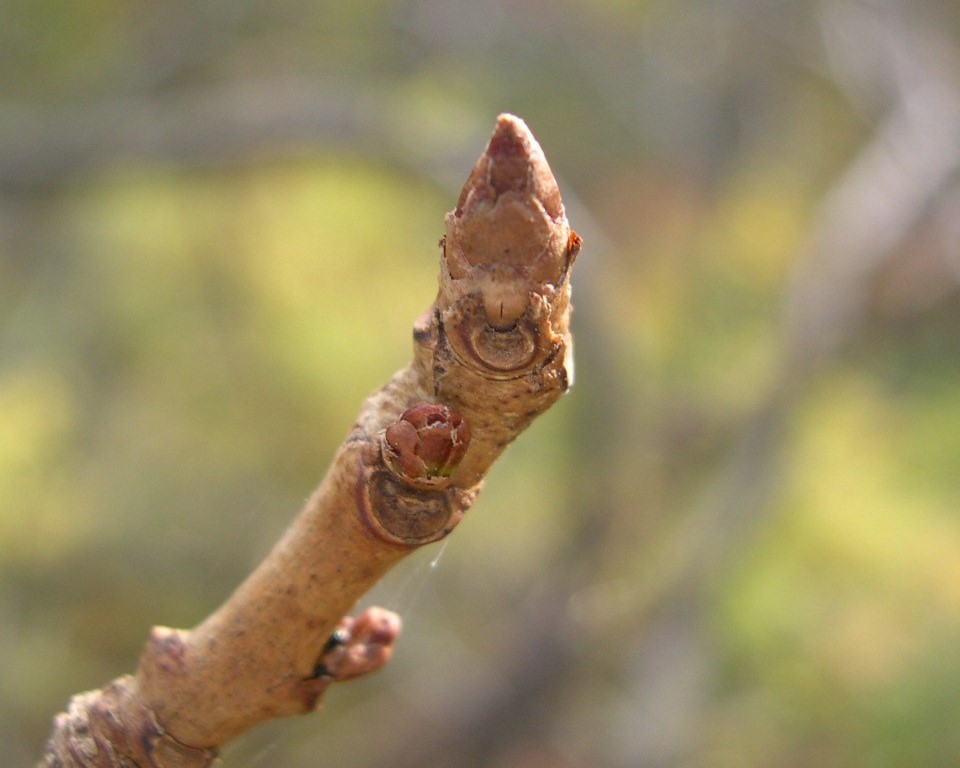 エゾクロウメモドキの冬芽