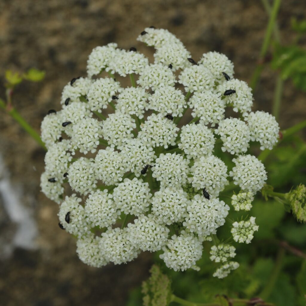 イブキボウフウ　花