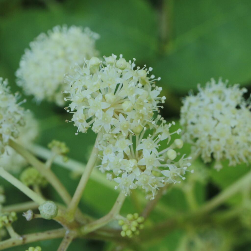 ウドの花