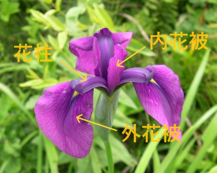 キジカクシ目アヤメ科 | 道南花日記