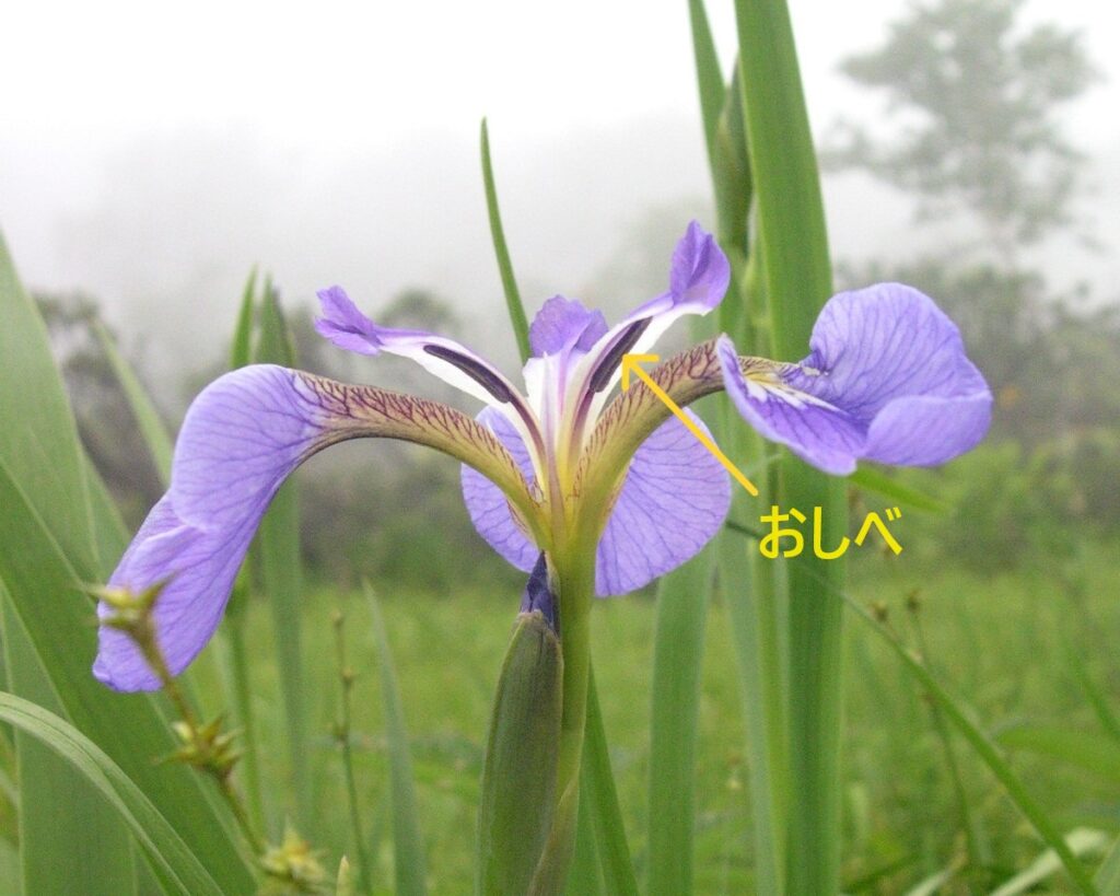 キジカクシ目アヤメ科 | 道南花日記