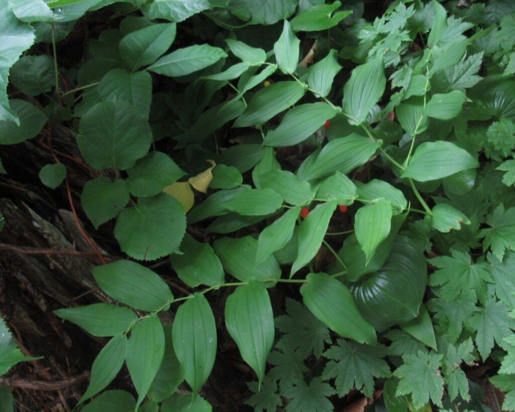 オオバタケシマランの葉
