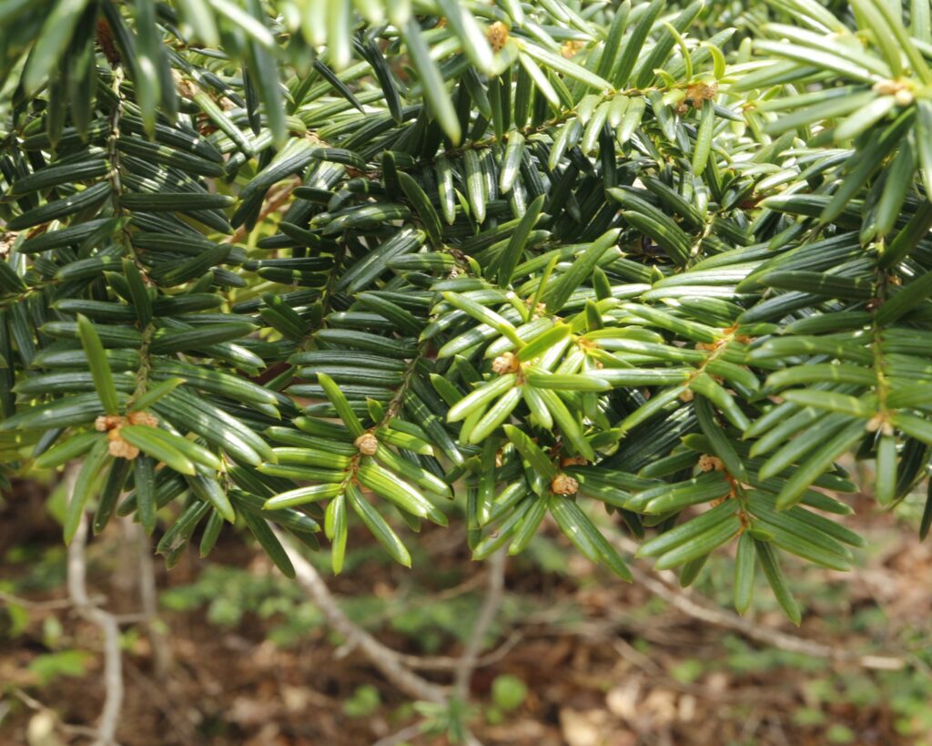 イチイ雄花