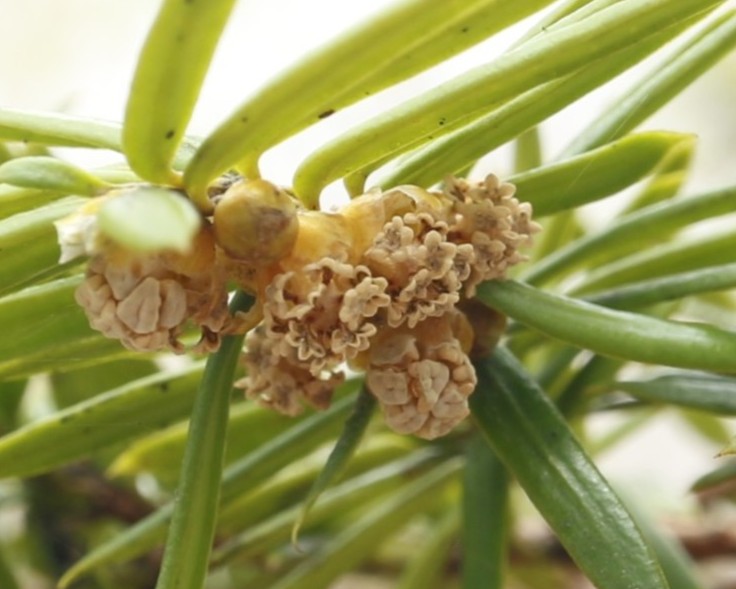 イチイ雄花