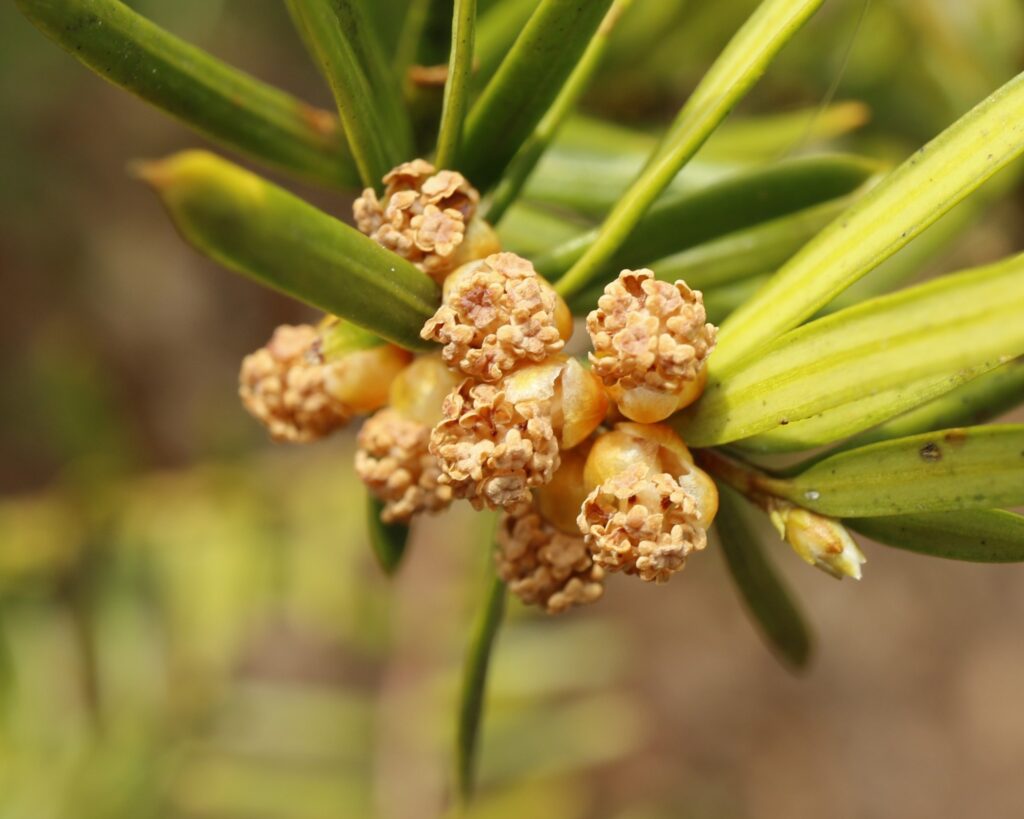 イチイ雄花