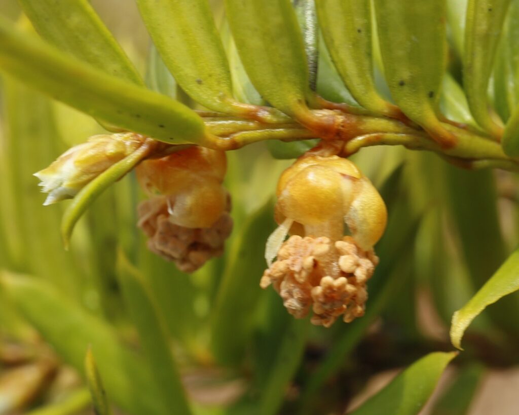 イチイ雄花