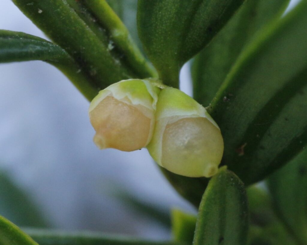 イチイ雌花